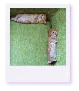 Kittens on a green sofa